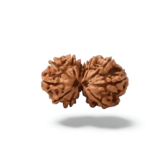 Gauri Shankar Rudraksha