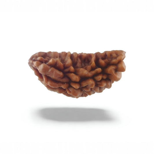 1 Mukhi Rudraksha