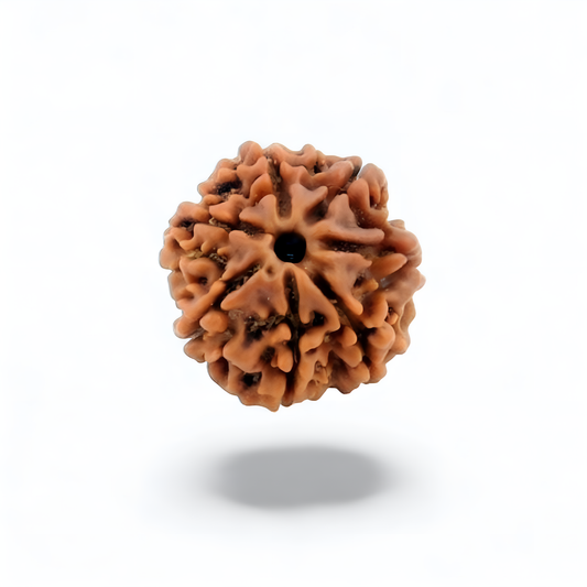7 Mukhi Rudraksha