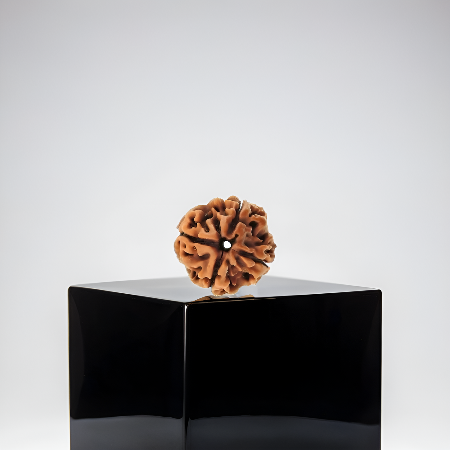 4 Mukhi Rudraksha