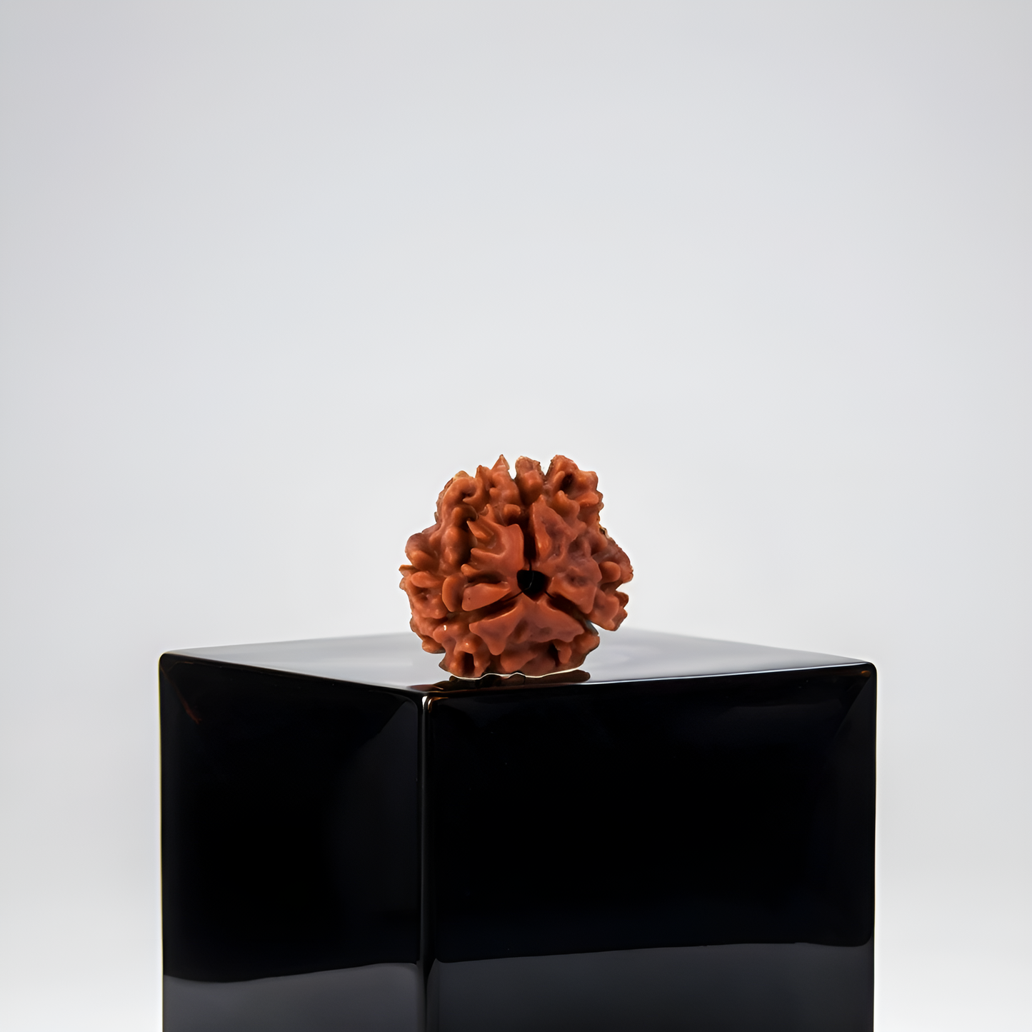 3 Mukhi Rudraksha