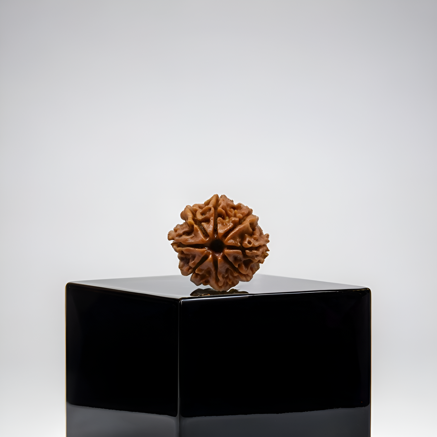 8 Mukhi Rudraksha