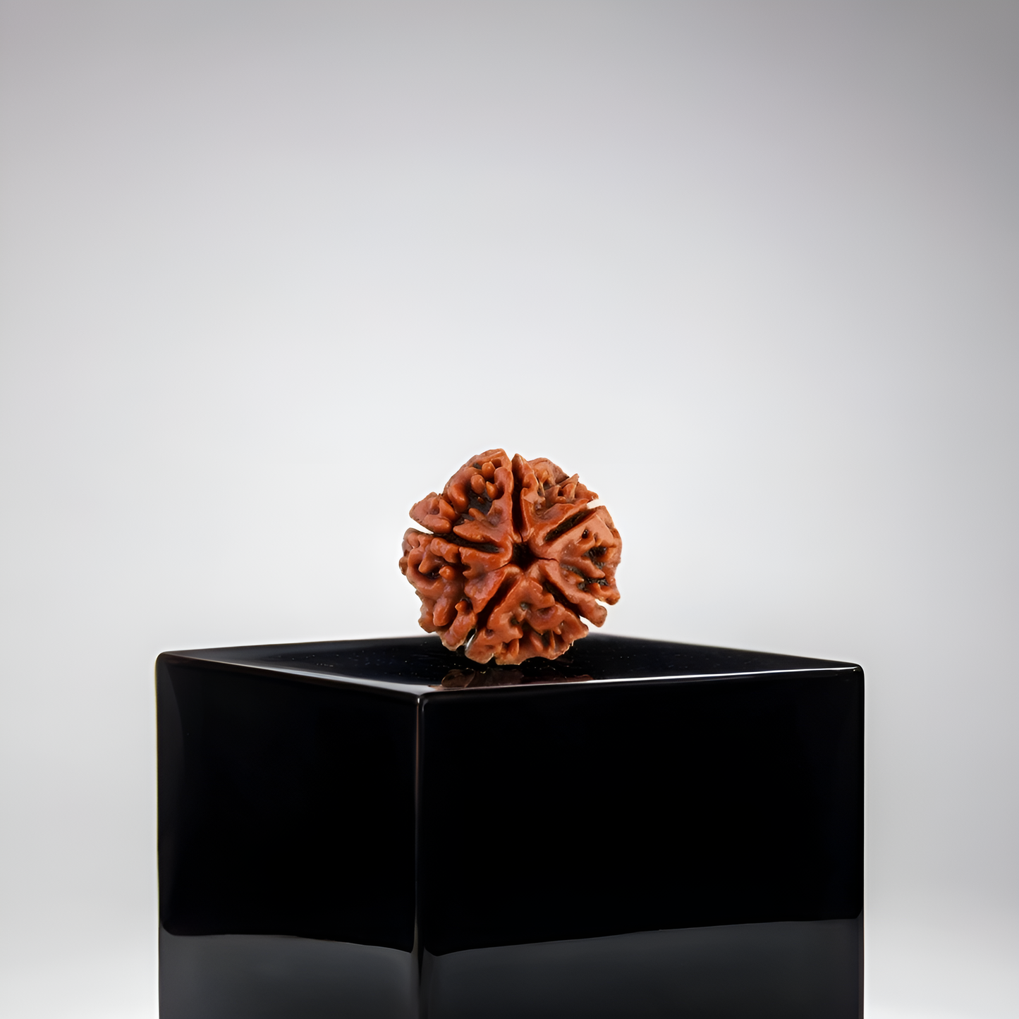 5 Mukhi Rudraksha