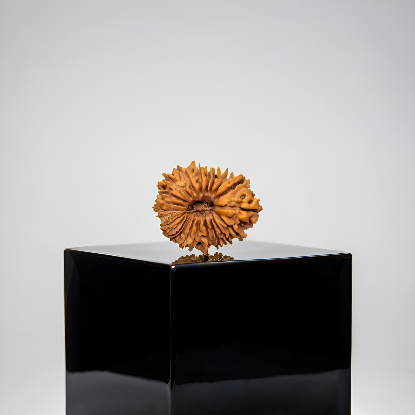 21 Mukhi Rudraksha