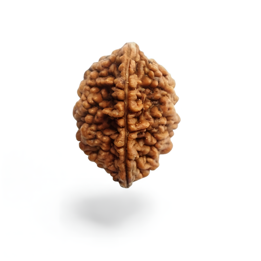 2 Mukhi Rudraksha
