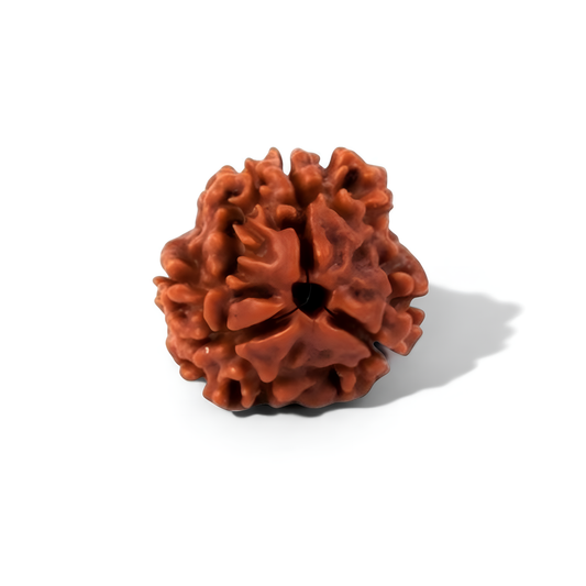 3 Mukhi Rudraksha