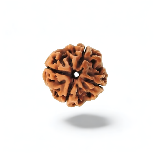 4 Mukhi Rudraksha
