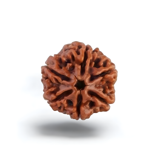 6 Mukhi Rudraksha
