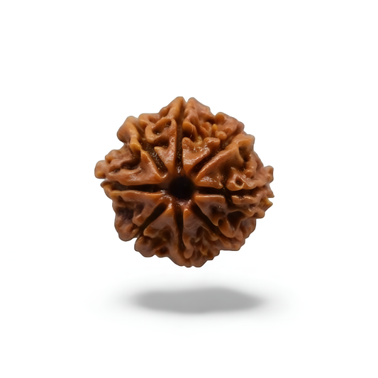 8 Mukhi Rudraksha
