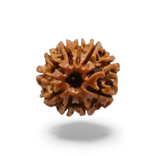 10 Mukhi Rudraksha