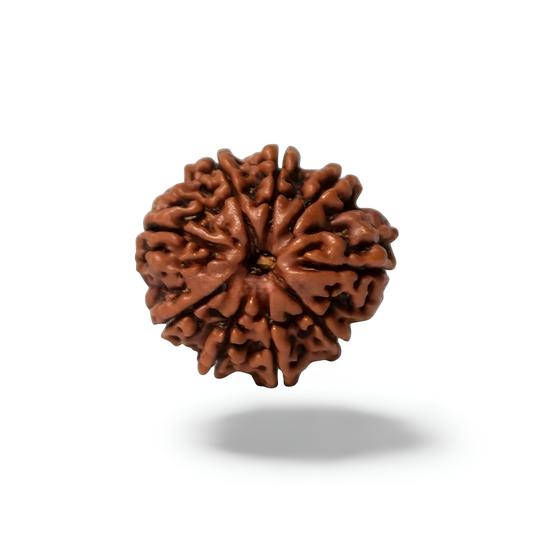 9 Mukhi Rudraksha