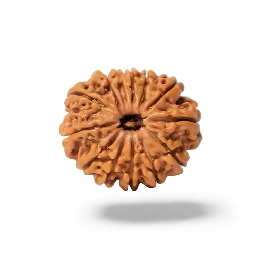 13 Mukhi Rudraksha