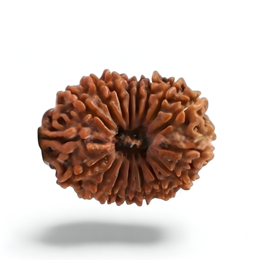 17 Mukhi Rudraksha