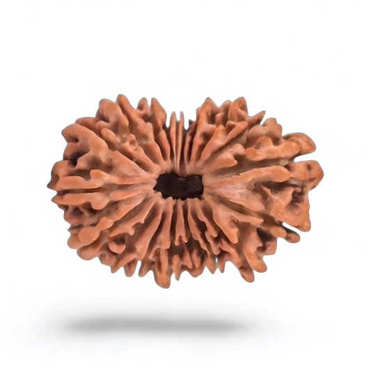 19 Mukhi Rudraksha