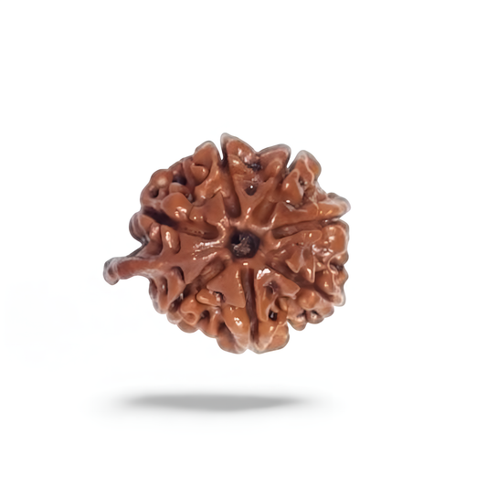 Ganesh Rudraksha