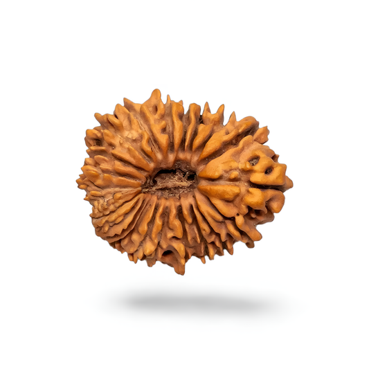 21 Mukhi Rudraksha
